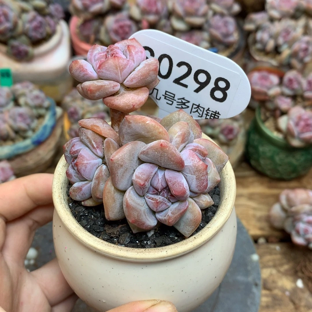 S0298 突尼斯 6cm