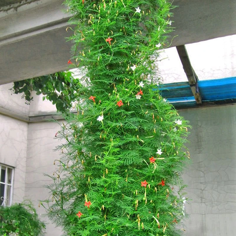 羽叶茑萝种子爬藤爬墙花卉五角星花庭院围墙攀援植物四季易活播种
