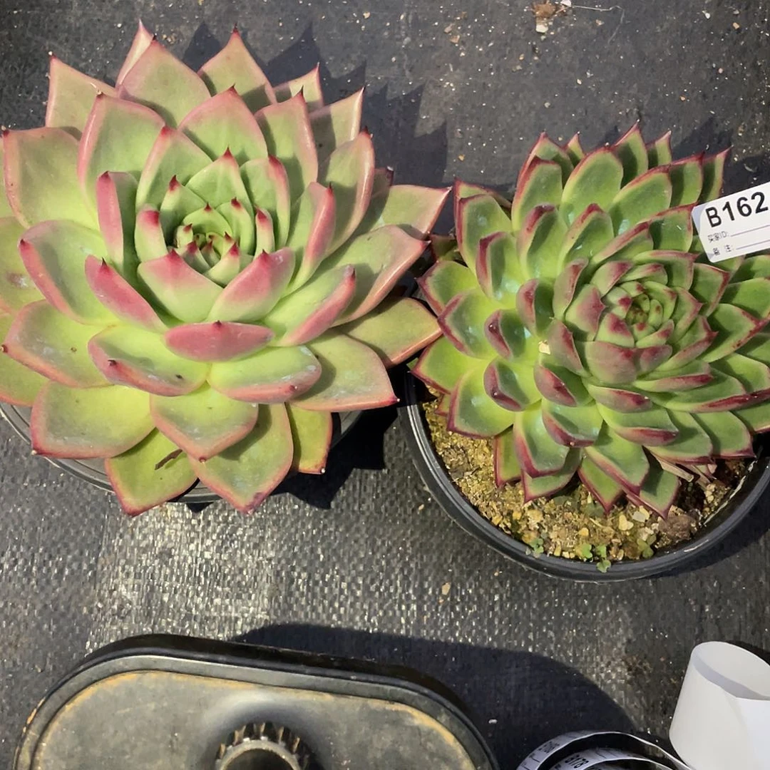 若如东云组拍B163