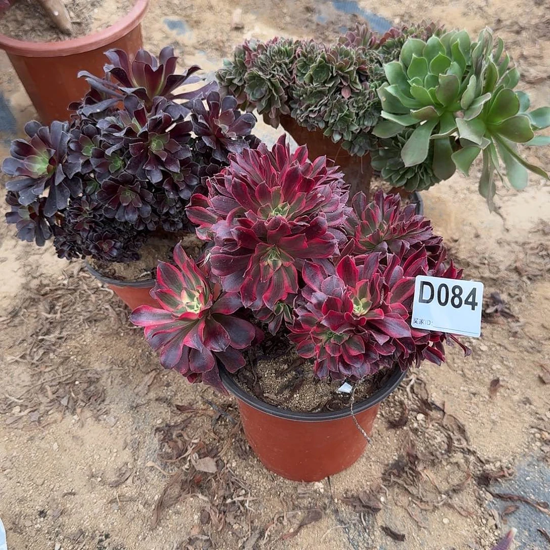 084美杜莎玫瑰欧紫共3颗