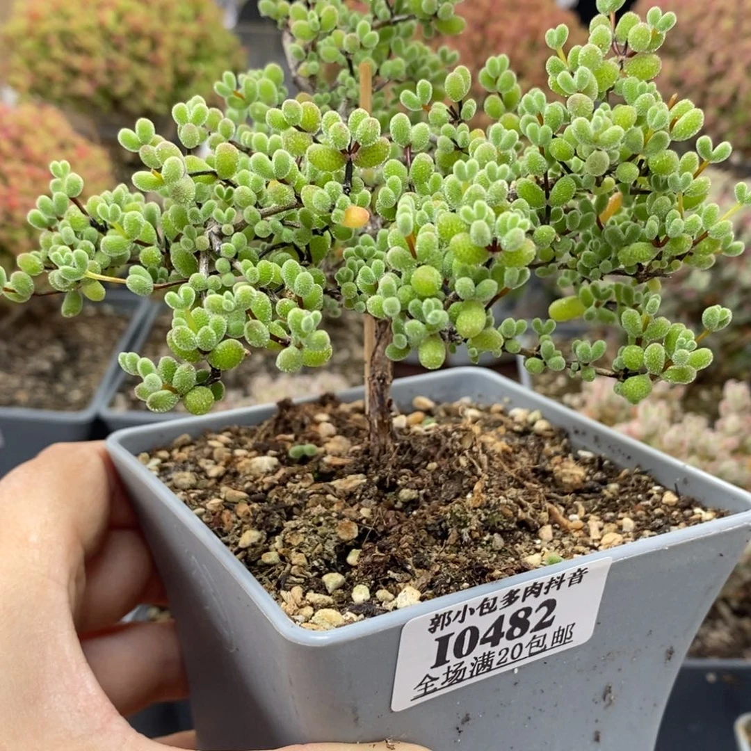 翡翠0482枝干番杏
