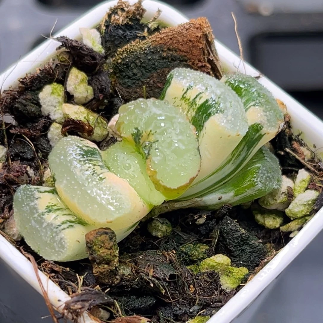 恭喜发财大吉大利1930