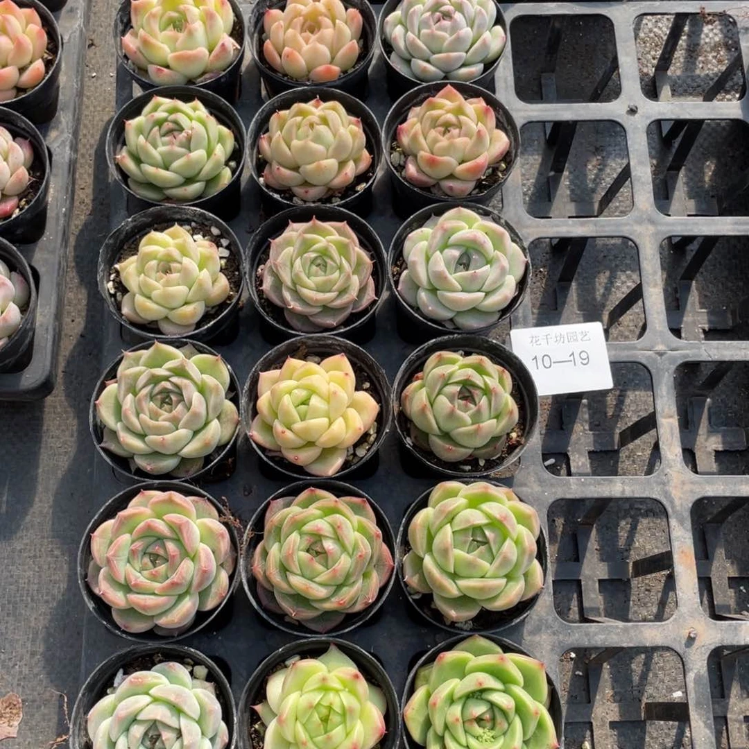 一物一拍18颗10-19