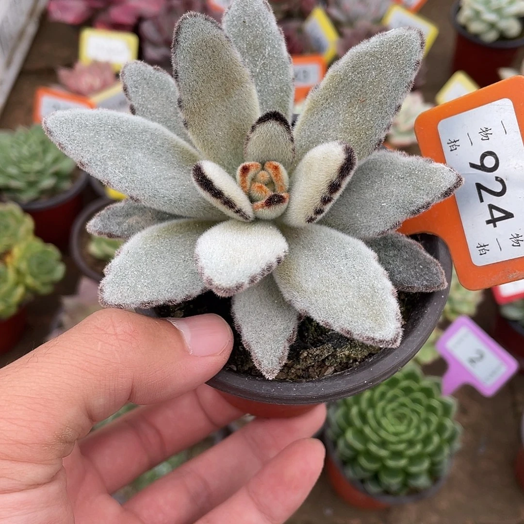 达摩兔儿924号多肉