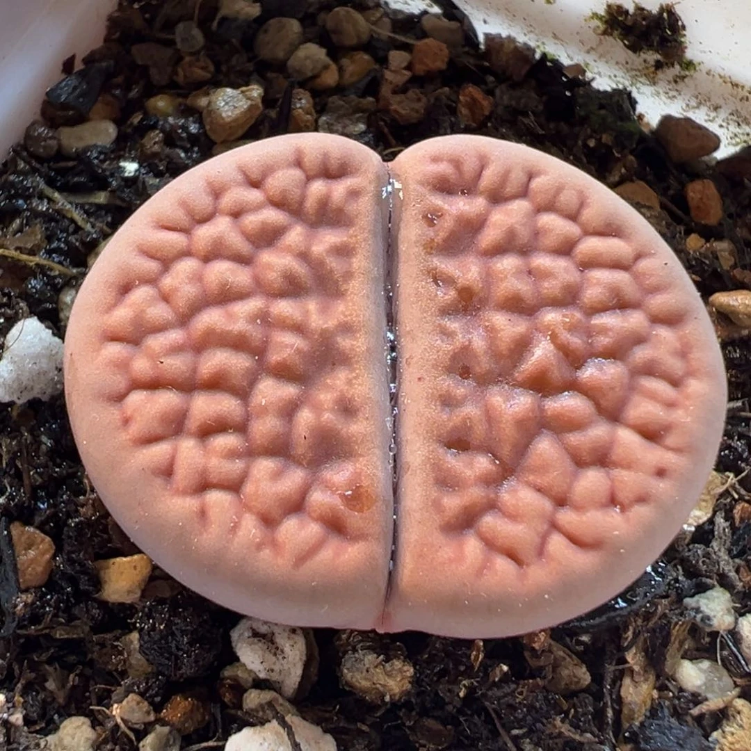 563多肉植物种类多样