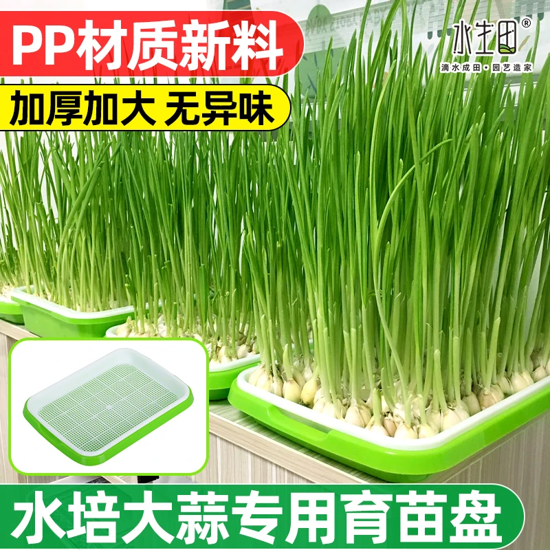 水培大蒜神器蒜苗育苗盘育苗盒阳台无土栽培芽苗发豆芽菜种植专用