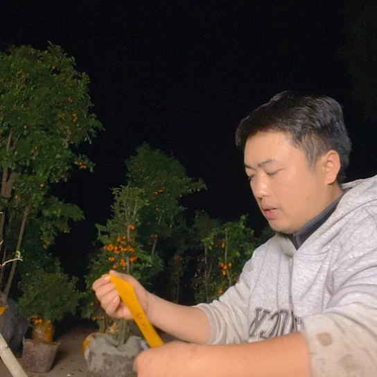 无花朵金弹子庭院原生品质