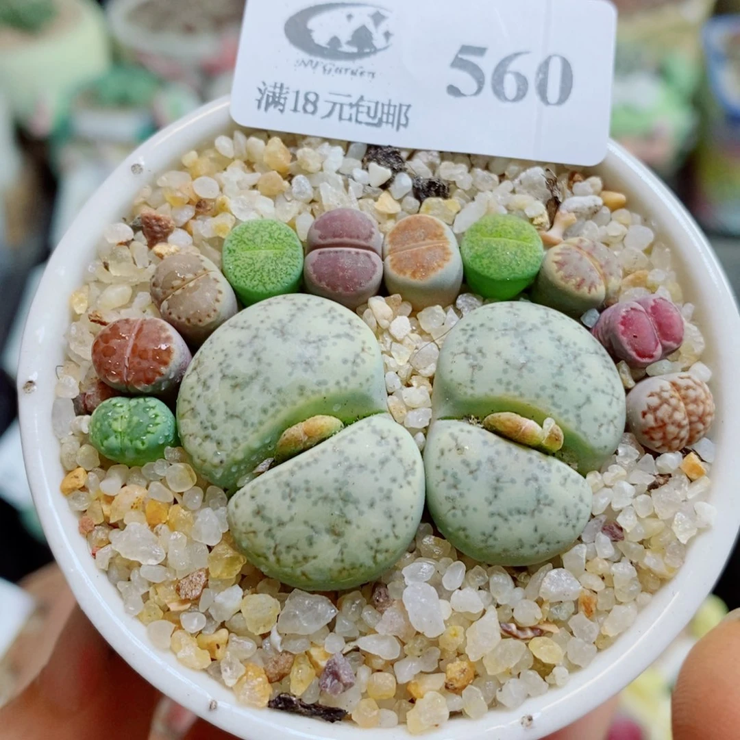 生石花花花花花花花560