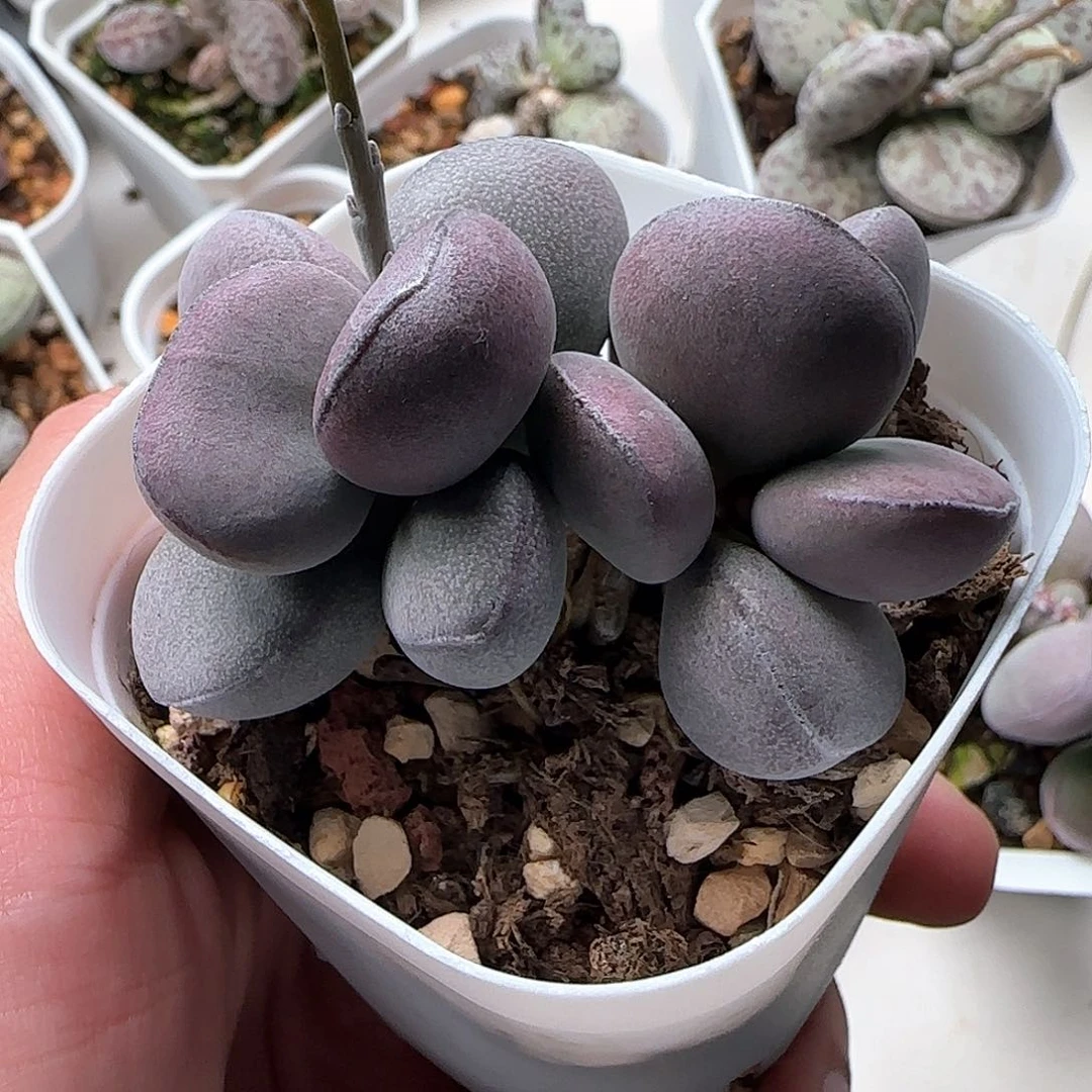 球球紫蛋水泡多肉