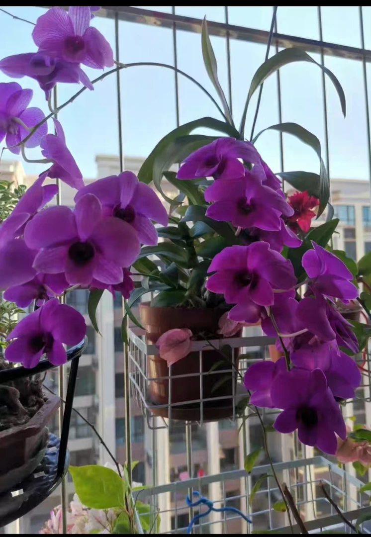 【朝阳红】朝阳红秋石斛单支剑勤花复花