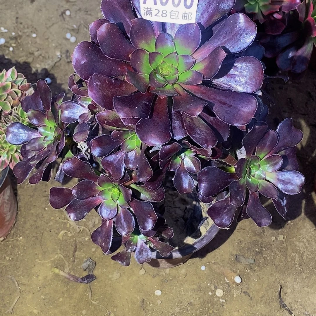月***儿8 多肉植物不包断枝