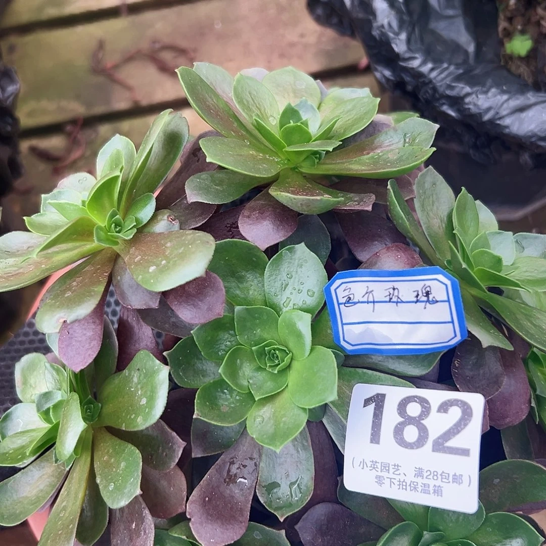 多肉植物多肉植物182