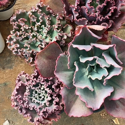 落*18 包菜系列 4 棵