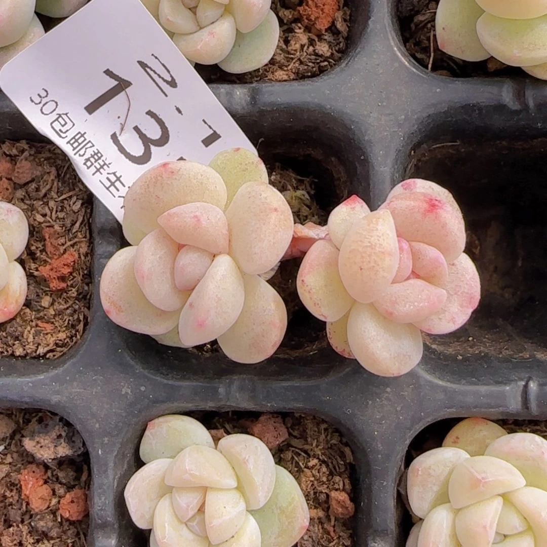 冰玉石化老桩一颗