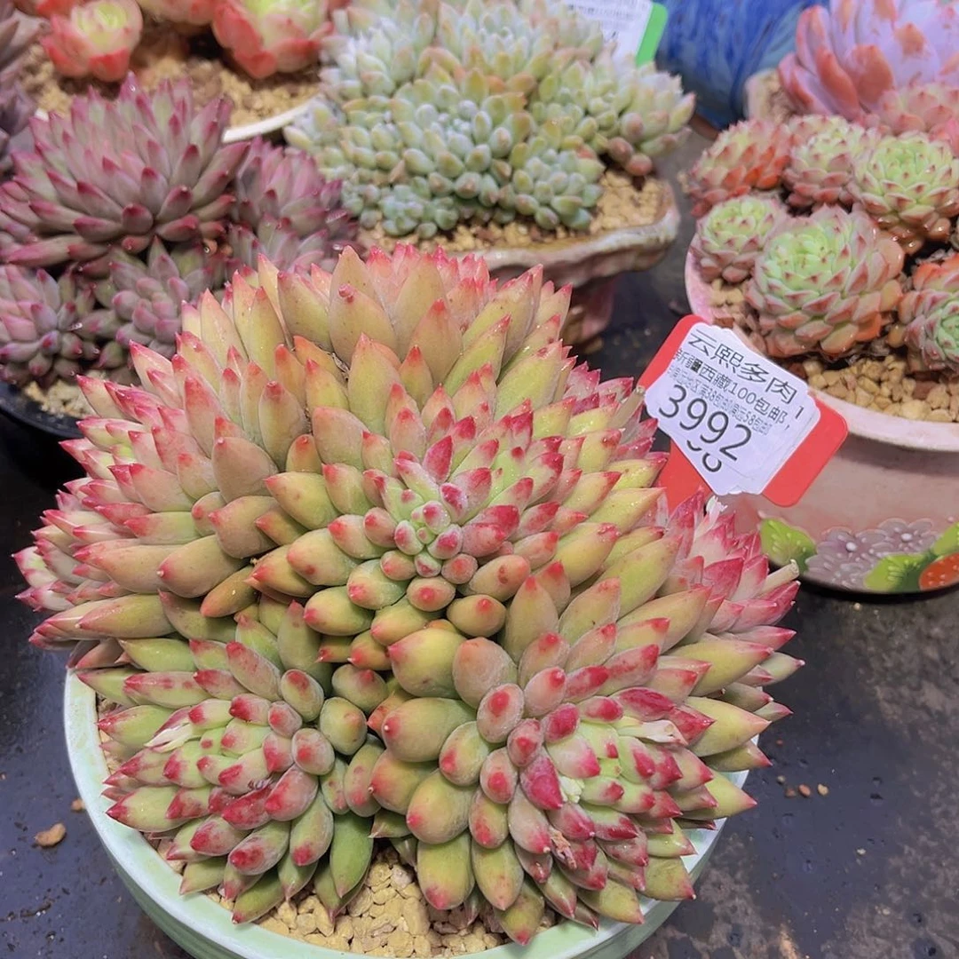 3992二代虞美人多肉植物