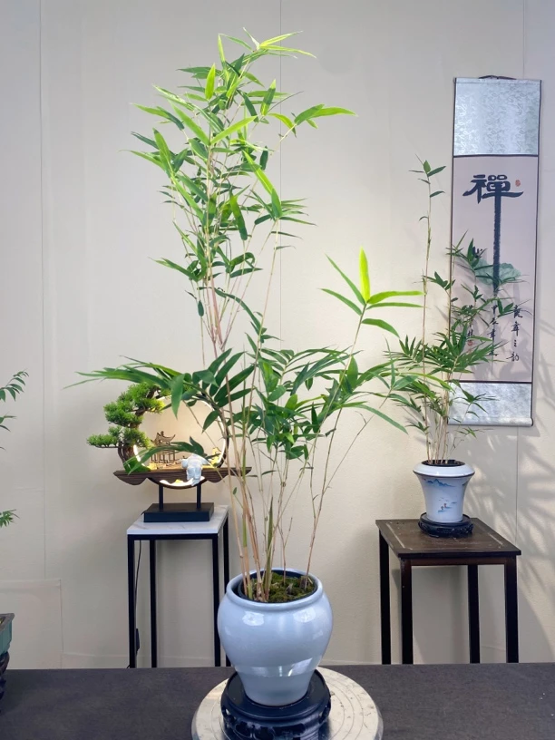 【植迷专属】竹子盆景一物一拍链接