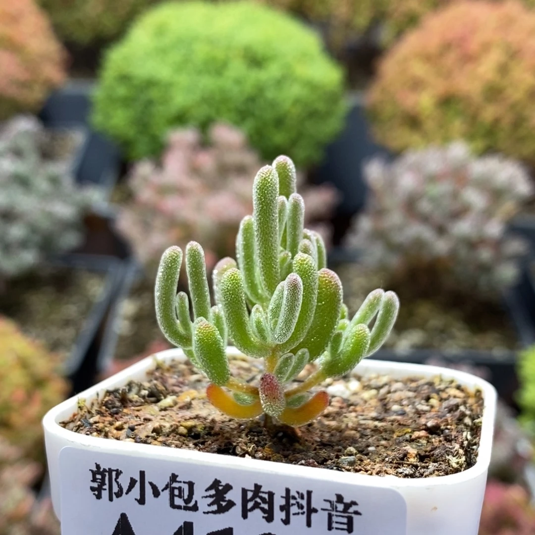 实生白霜4103枝干番杏