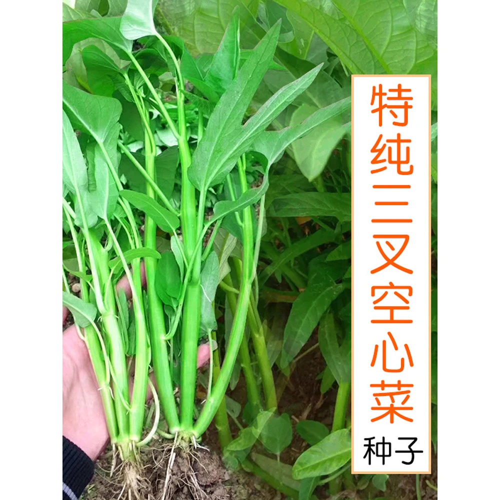 【开春种植】三叉空心菜种子通心菜种籽春季高产阳台盆栽大叶青菜籽