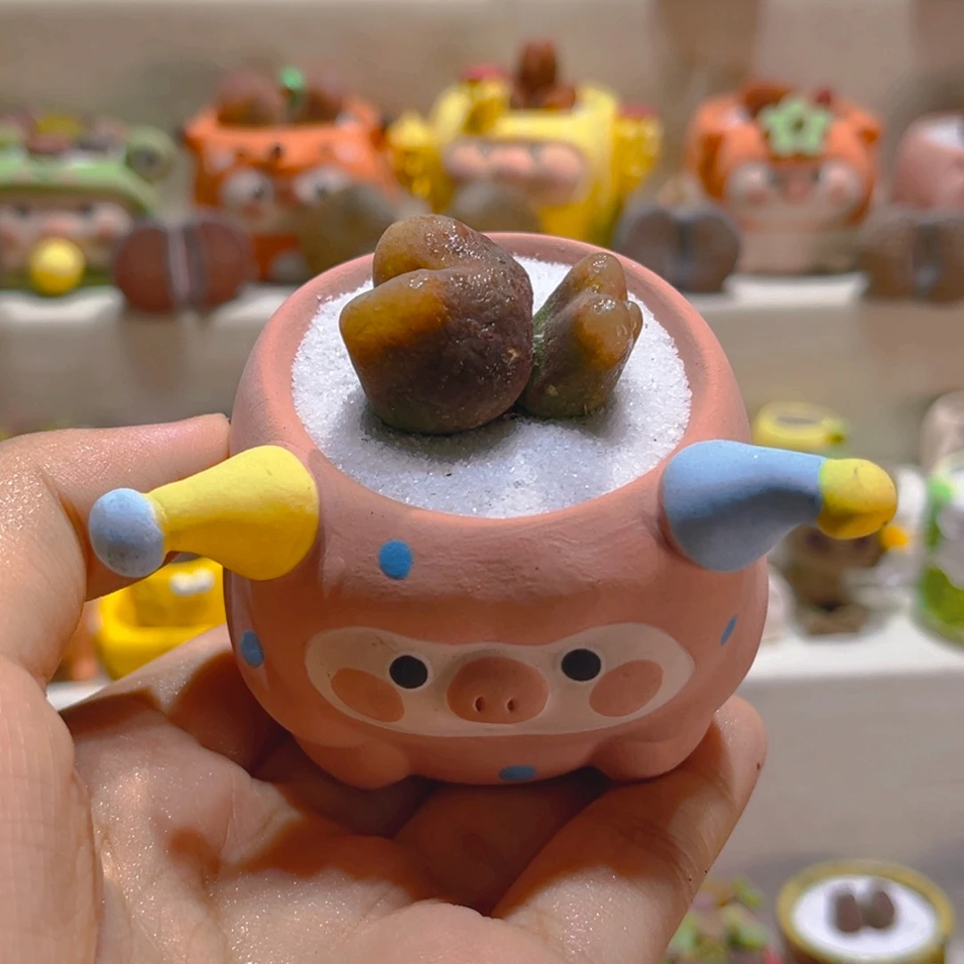 082高端多肉带盆带土手工盆