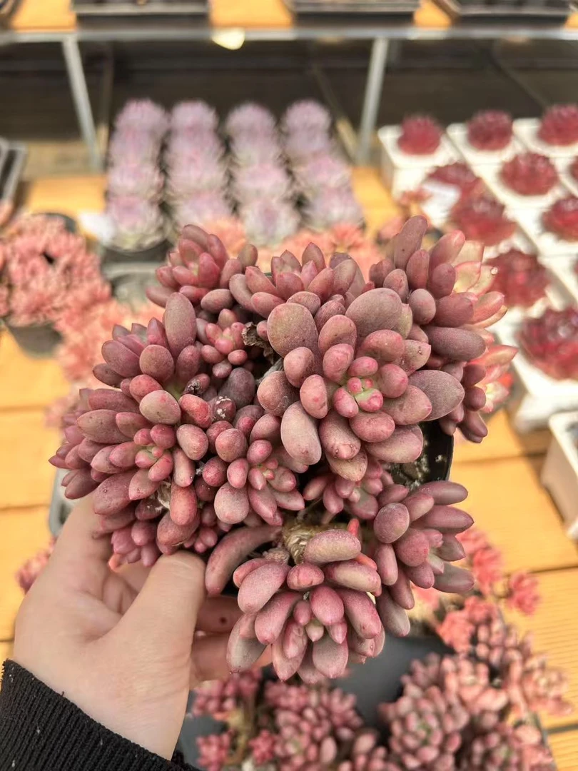 12#红豆多肉植物    前男友精品多肉