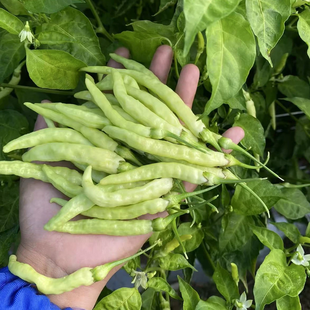 云南老品种小白椒 特香特辣可做泡椒 配任何菜 现摘现发