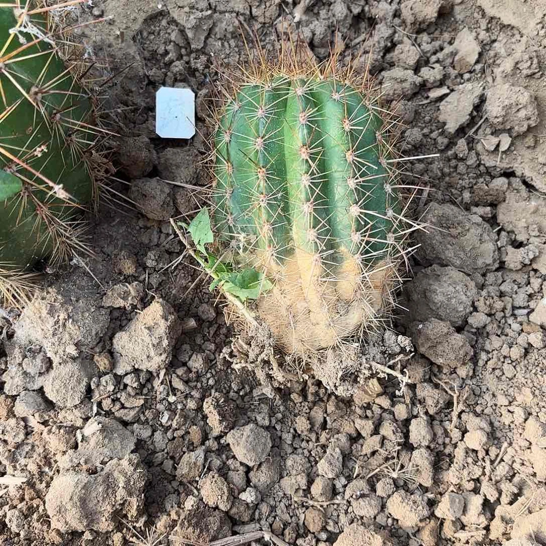 苦***忆42 号紫梦瑕有根毛花柱