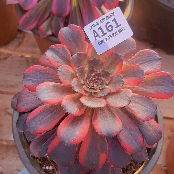 161火烧云多肉植物