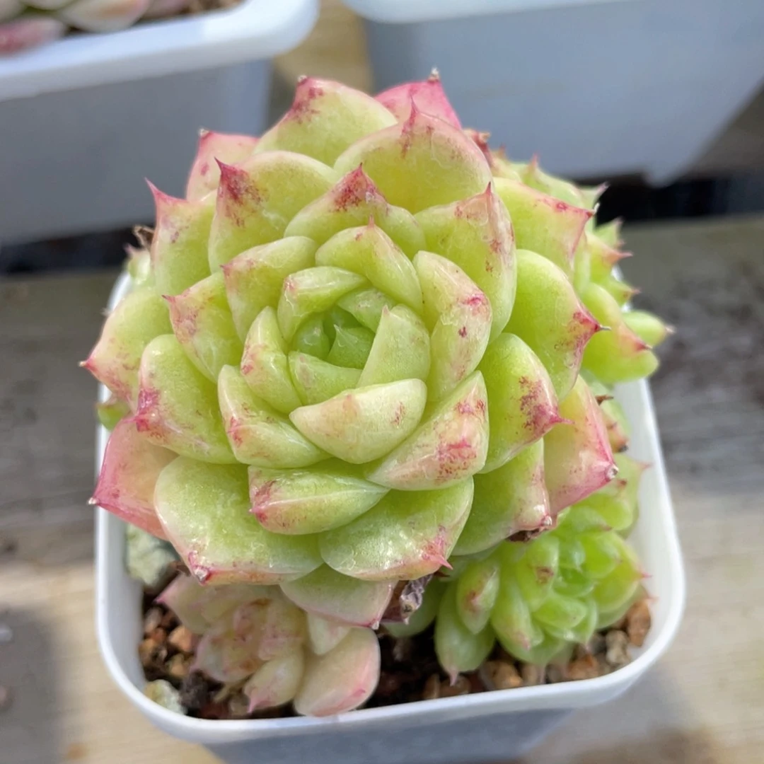 优选麦杆福利1128