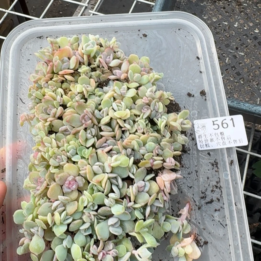 如图561雪花酥切糕一份不售后