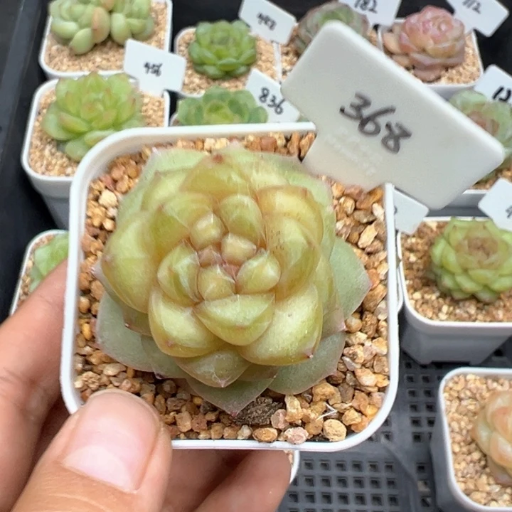 凡*。368号凡星专拍链接