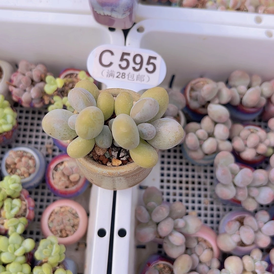 C595奶酪一物一拍