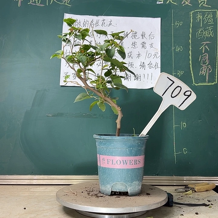 当前无花栽培后可以开花造型  甜西瓜 棒棒糖型 709