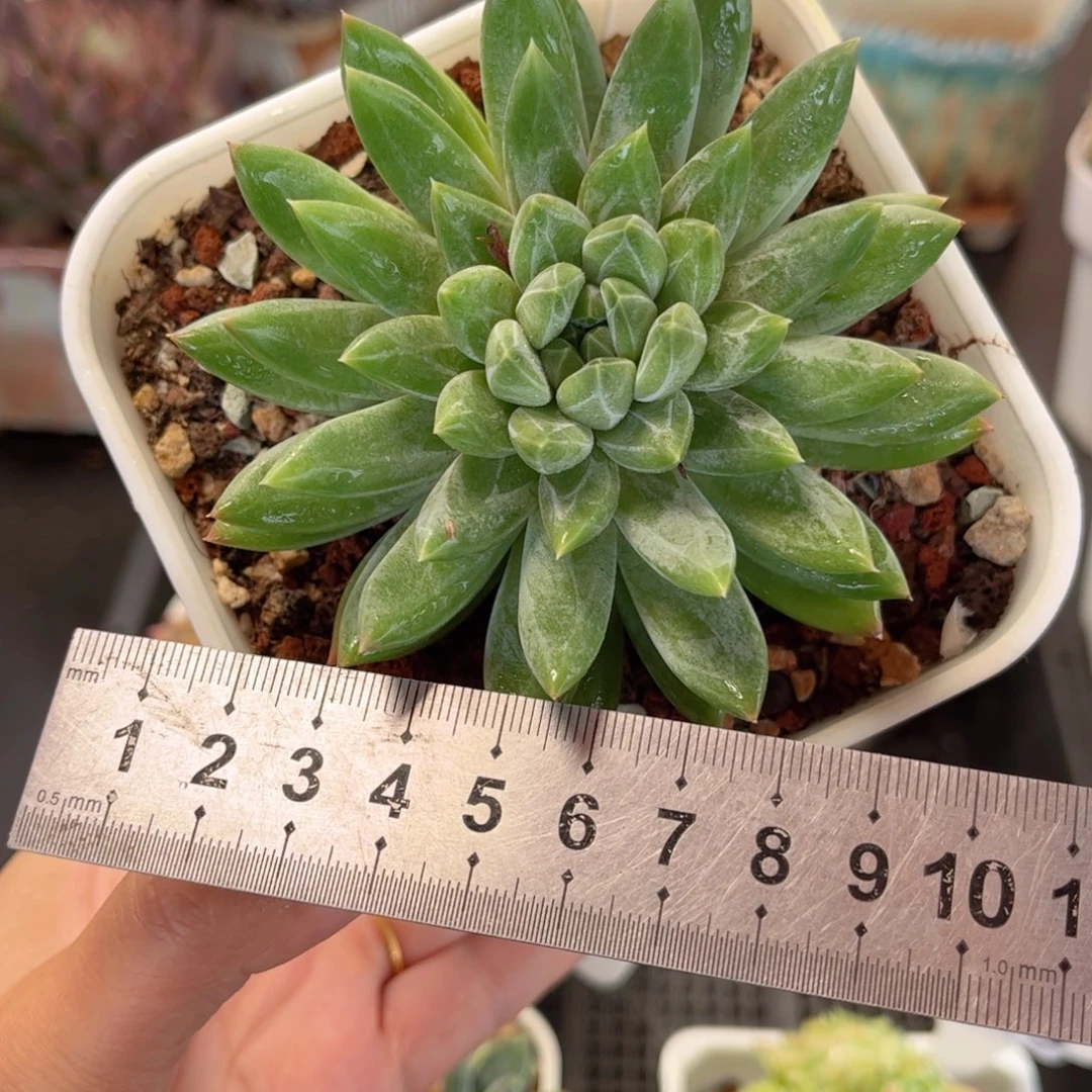 多肉植物3375 一定要拍个冷链哦