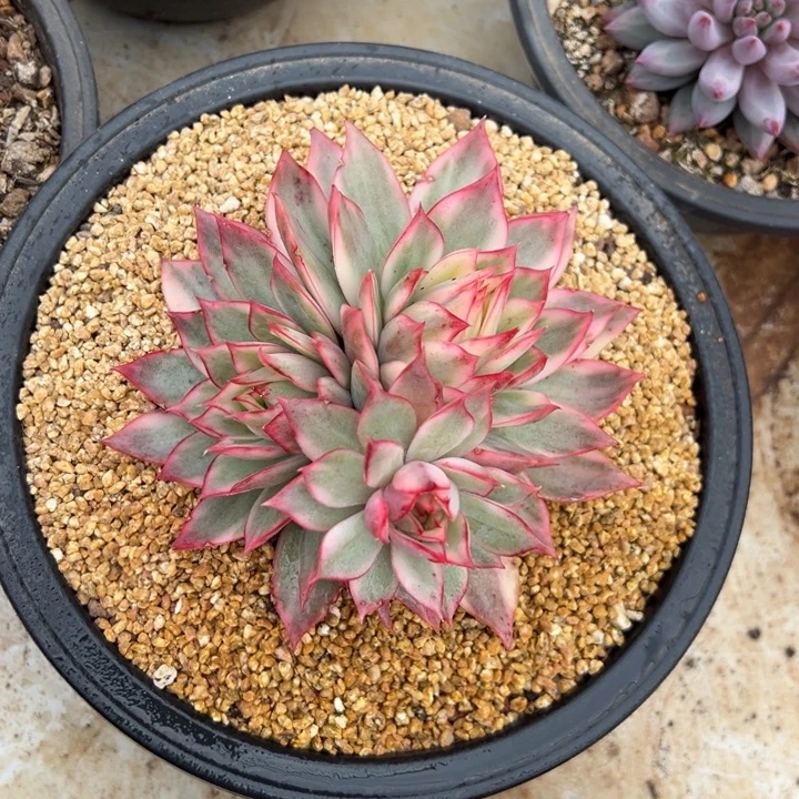 宝莲灯 群生 夏鸣园艺