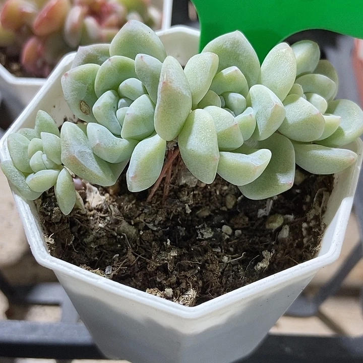 多肉植物冰玉小树