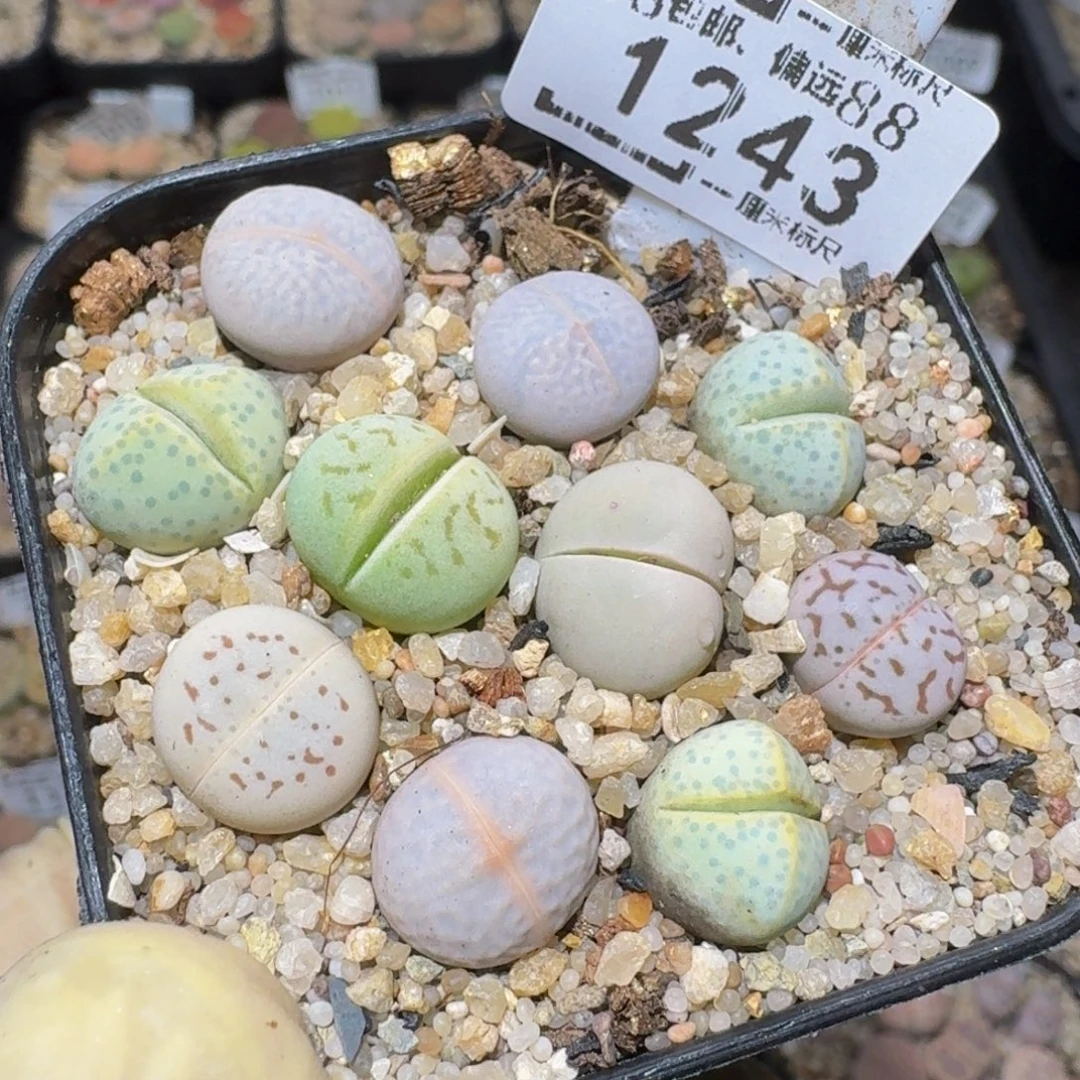 zzzz精品生石花1243