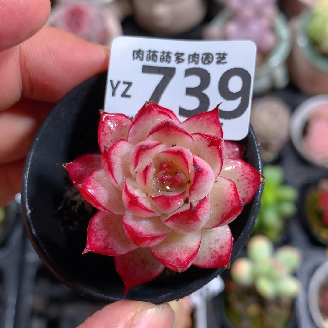 5CM拇指盆精控多肉YZ739