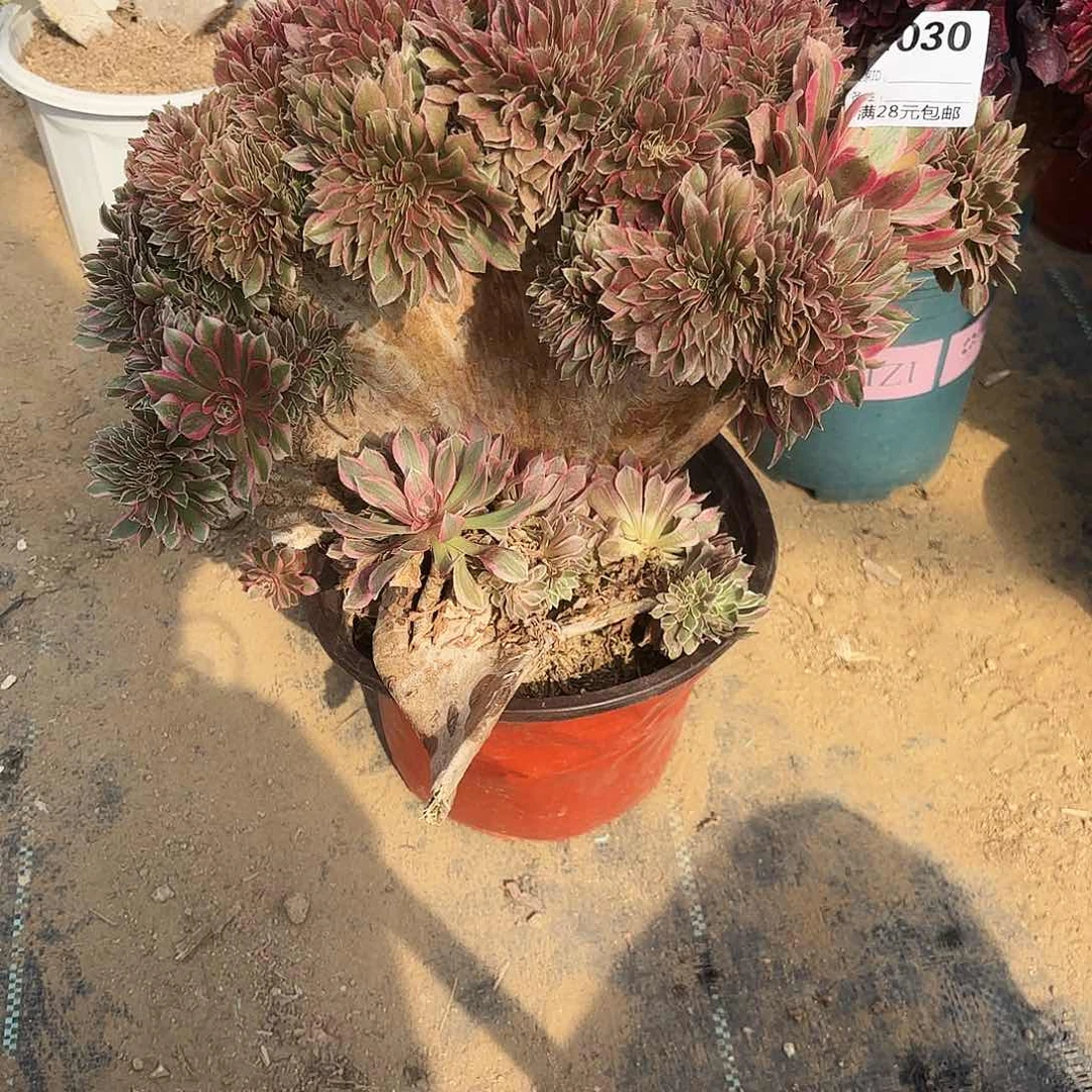 庭*030女神缀多肉植物