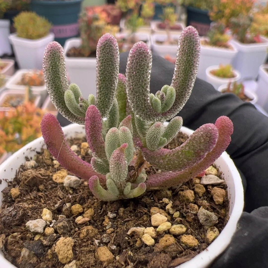 多肉植物枝干超紫