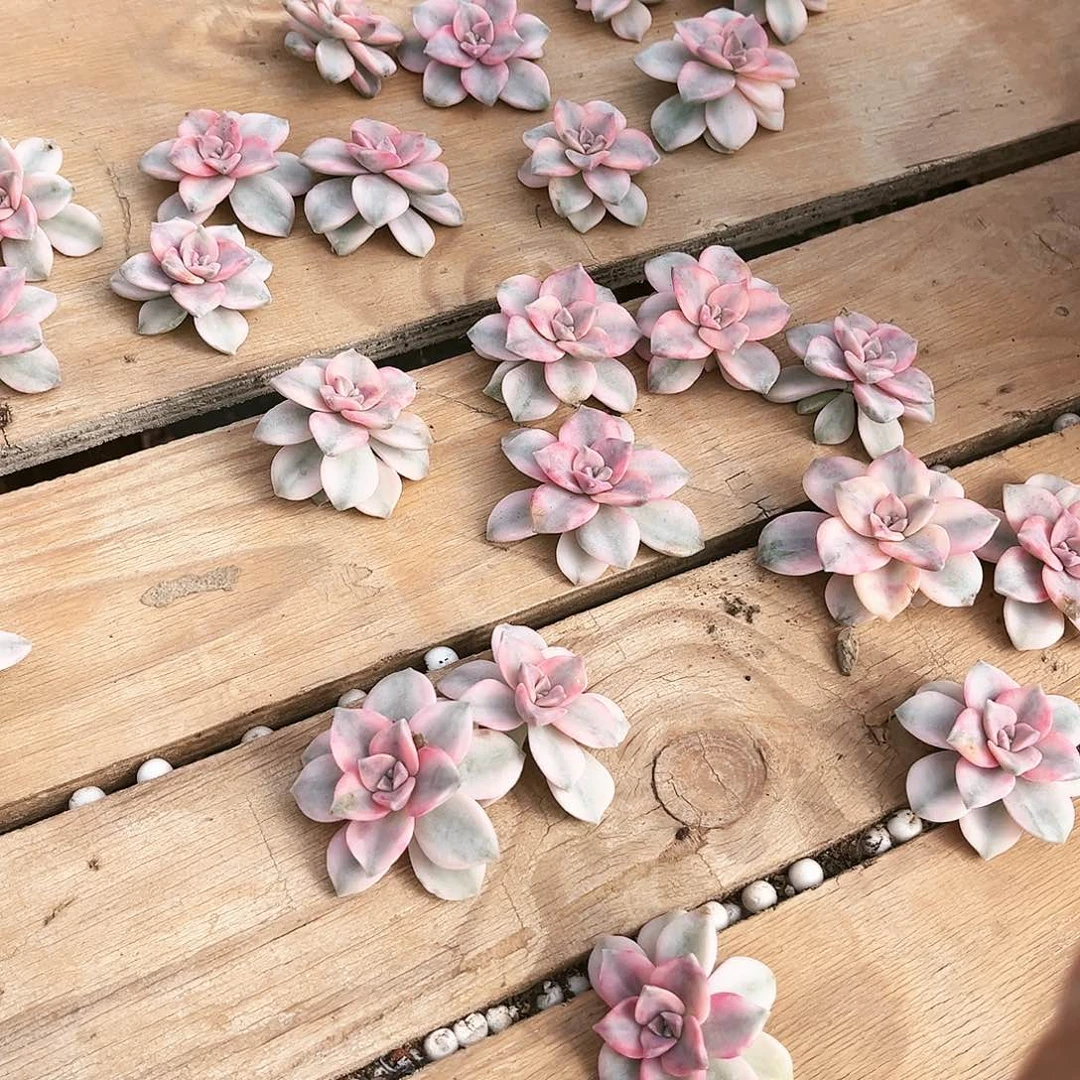 紫乐景2个砍9.99多肉植物