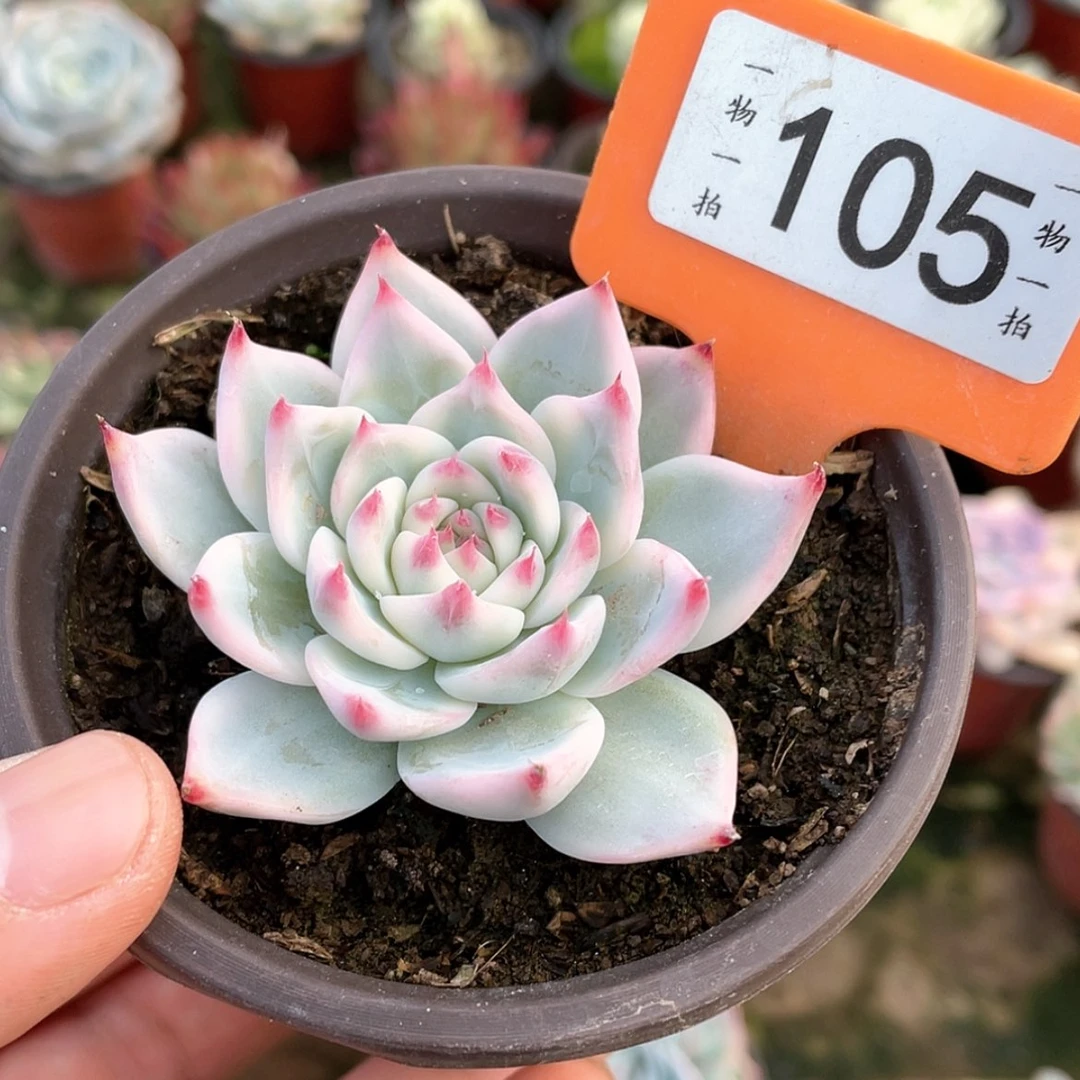 【闪购商品】莹****石105号