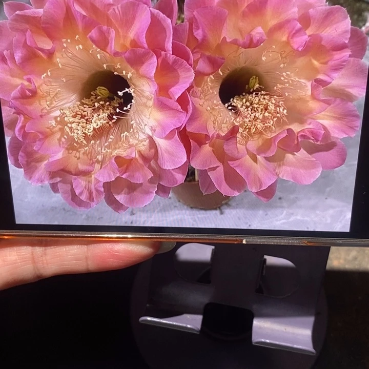 香香小桃红群多头彩草