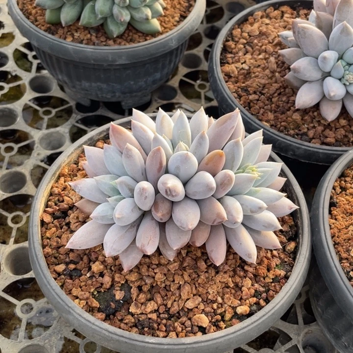 【闪购商品】哥特群