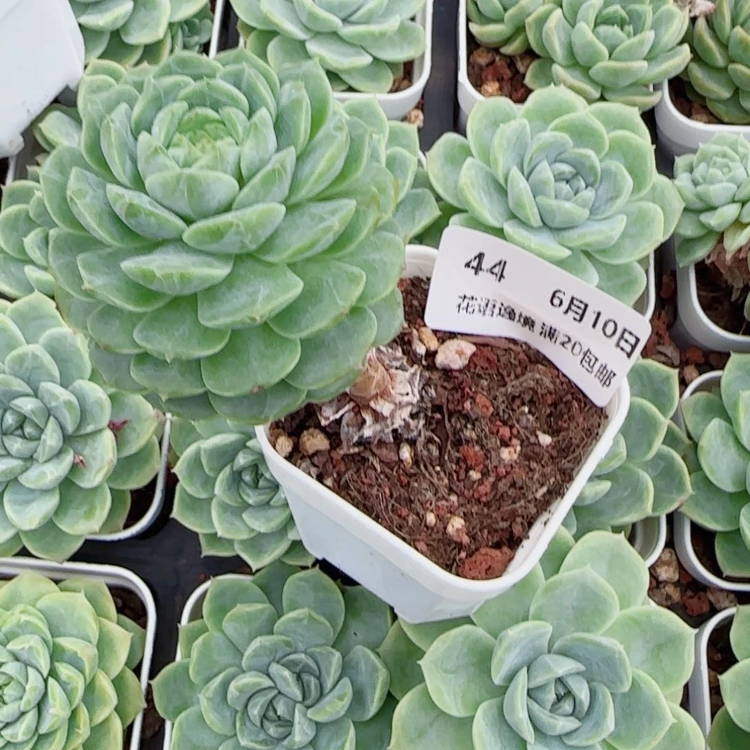 、**有花语逸镜0610-44