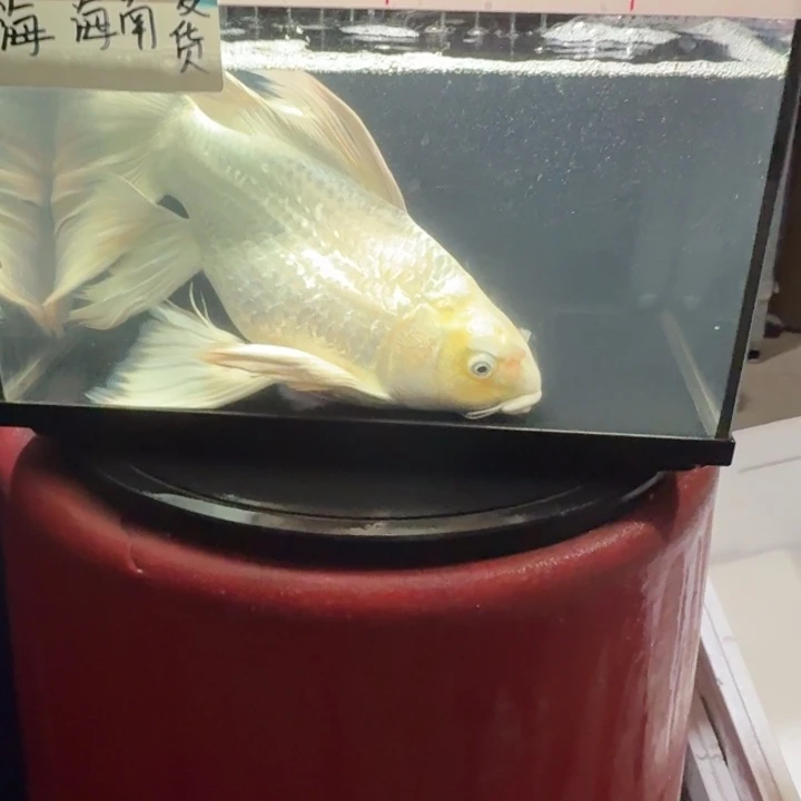 崂***伙蝴蝶鲤鱼蝴蝶鲤88瑕疵