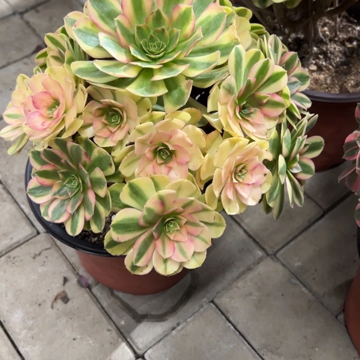雨荷多肉植物花花