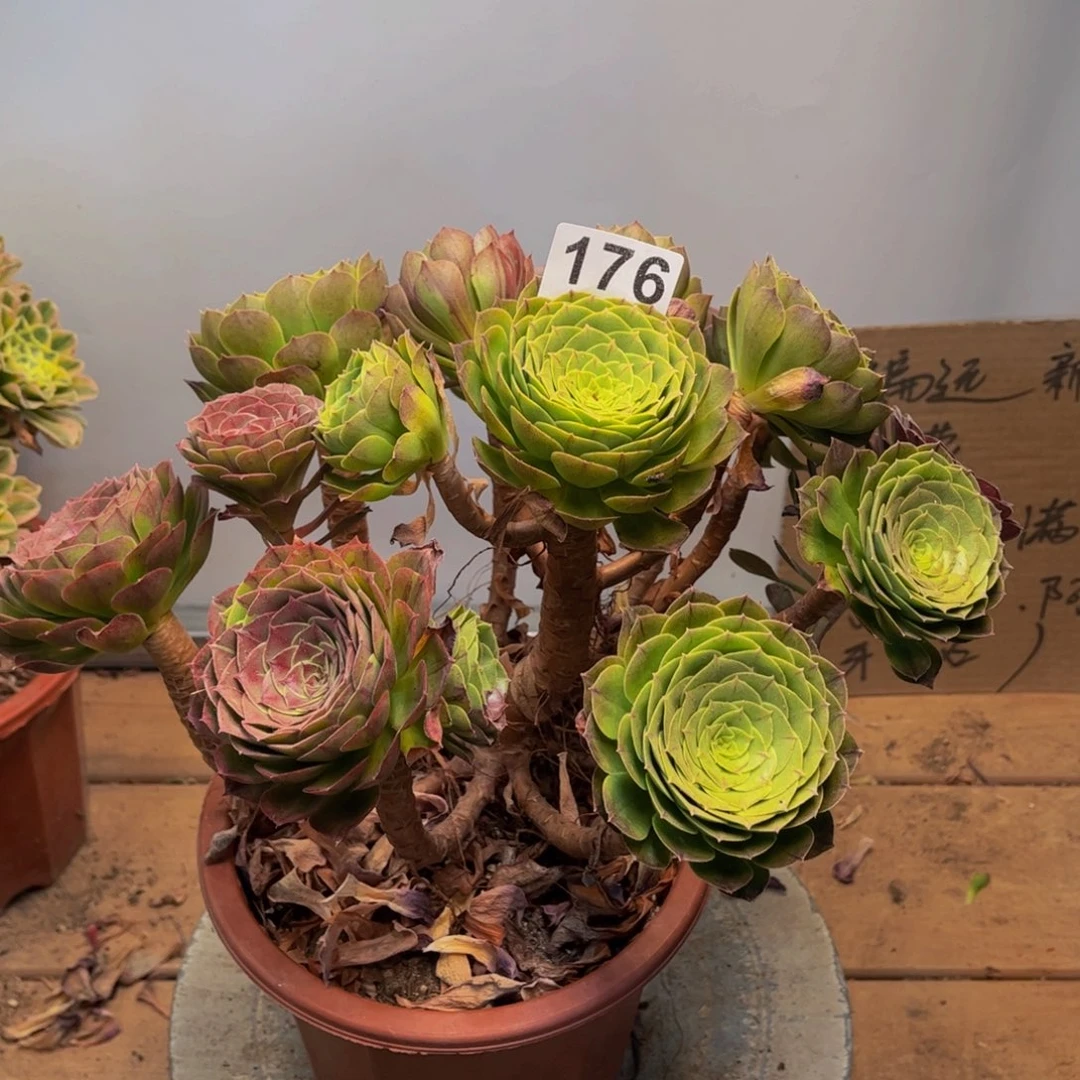 多肉植物花月夜176