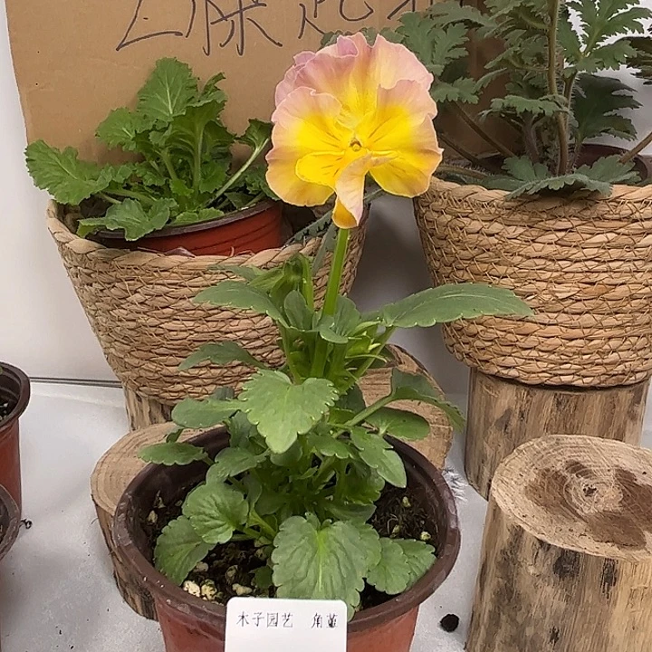 大部分花苞少量开放角堇一物一拍20号