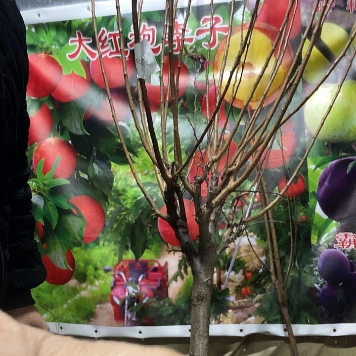 李子树大树苗带上土