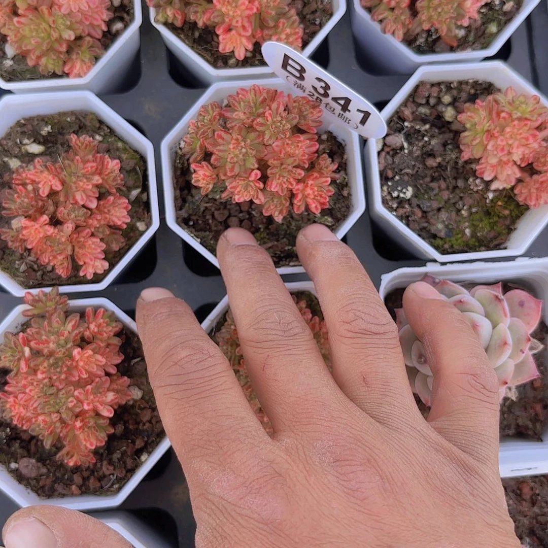 B341小人祭锦一物一拍